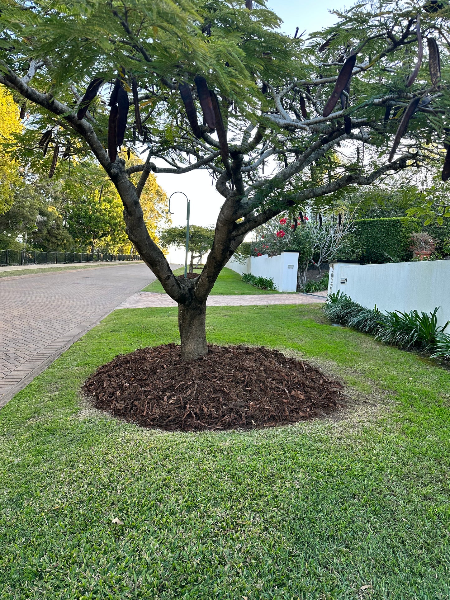 Hoop Pine 1" Mulch 1m3