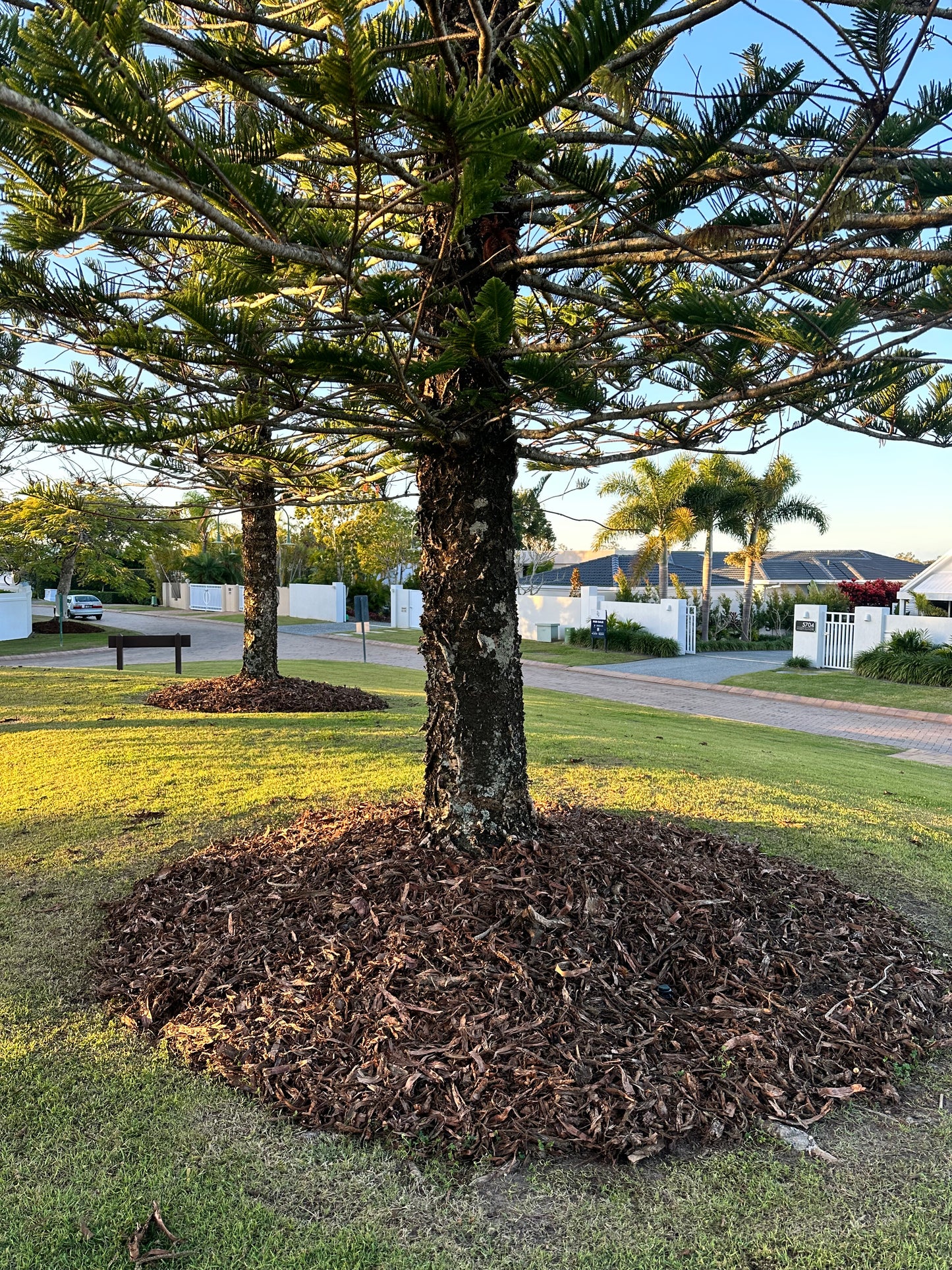 Hoop Pine 1" Mulch 1m3