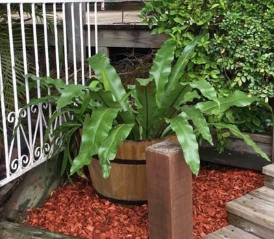 Red Cypress Mulch